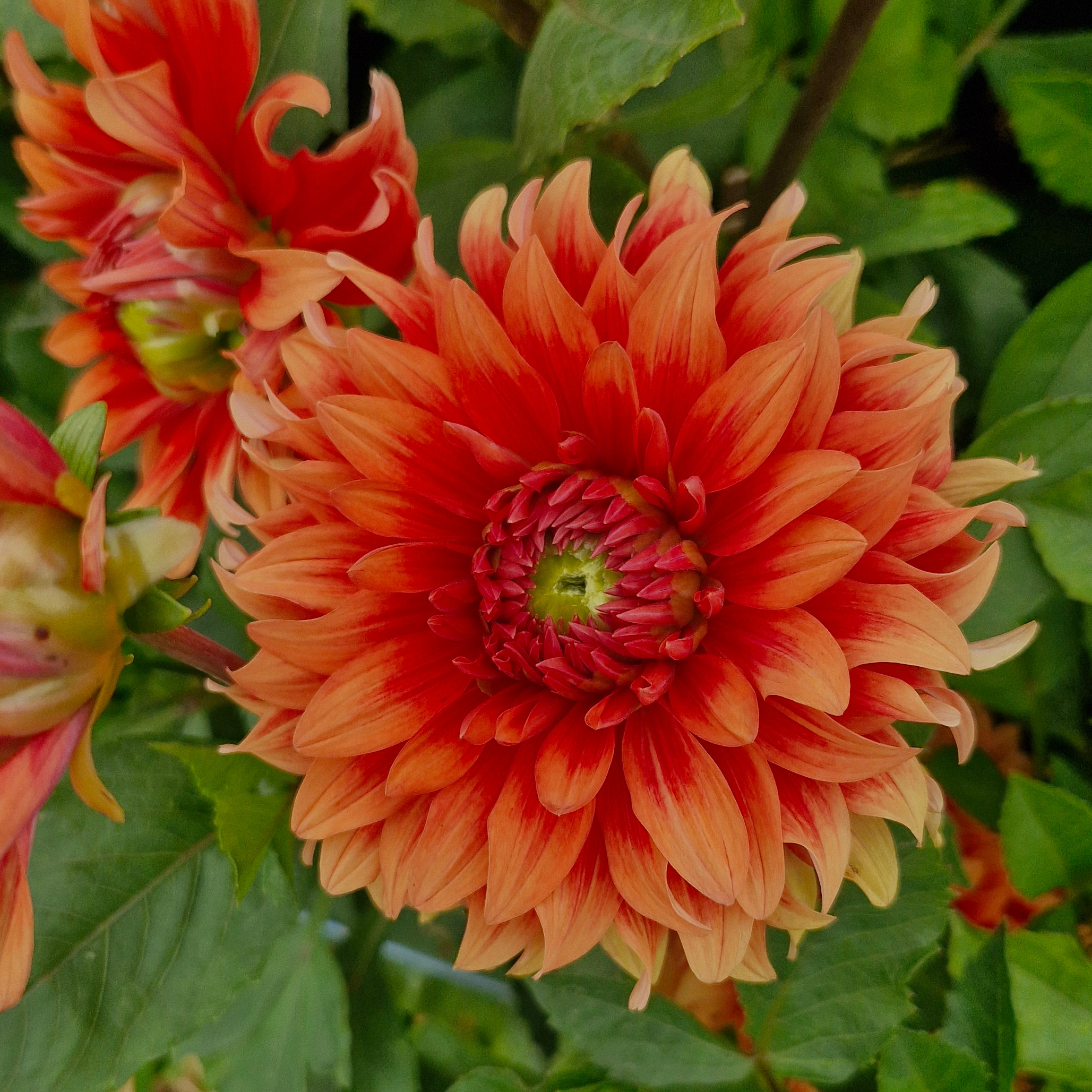 Dahlia chateau d'urville (botte de 10 tiges)