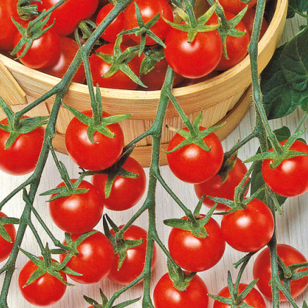 Plant Tomate Cerise Rouge - 300g
