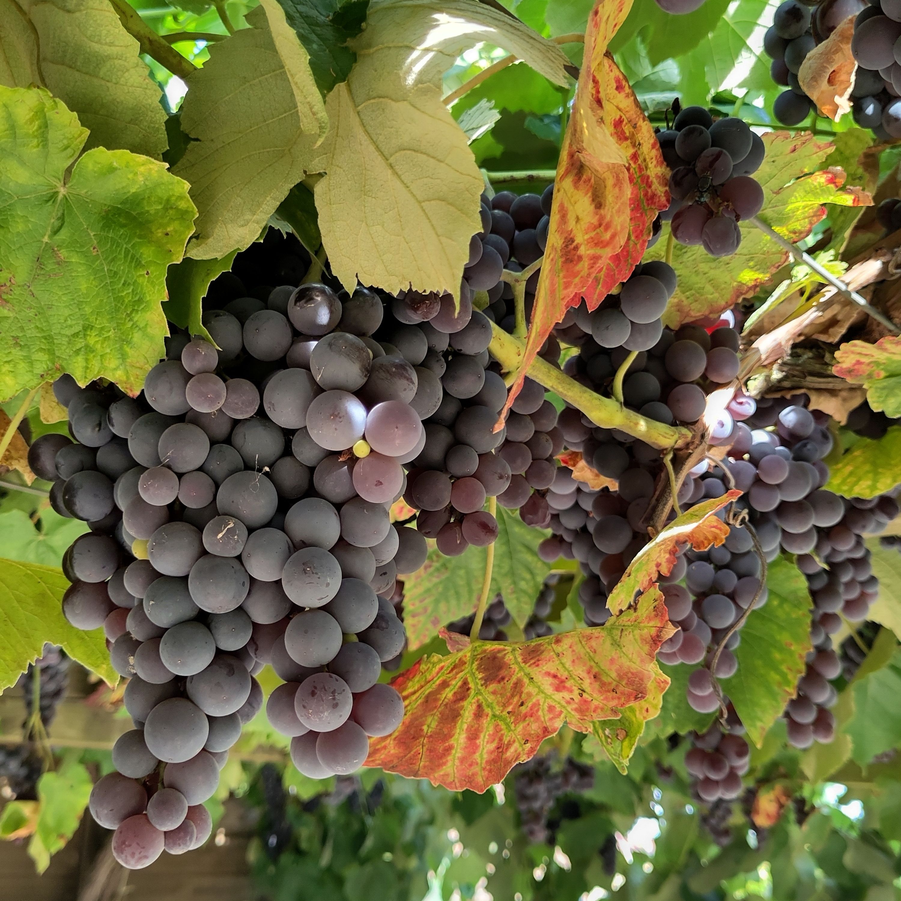Raisin muscat noir Bio