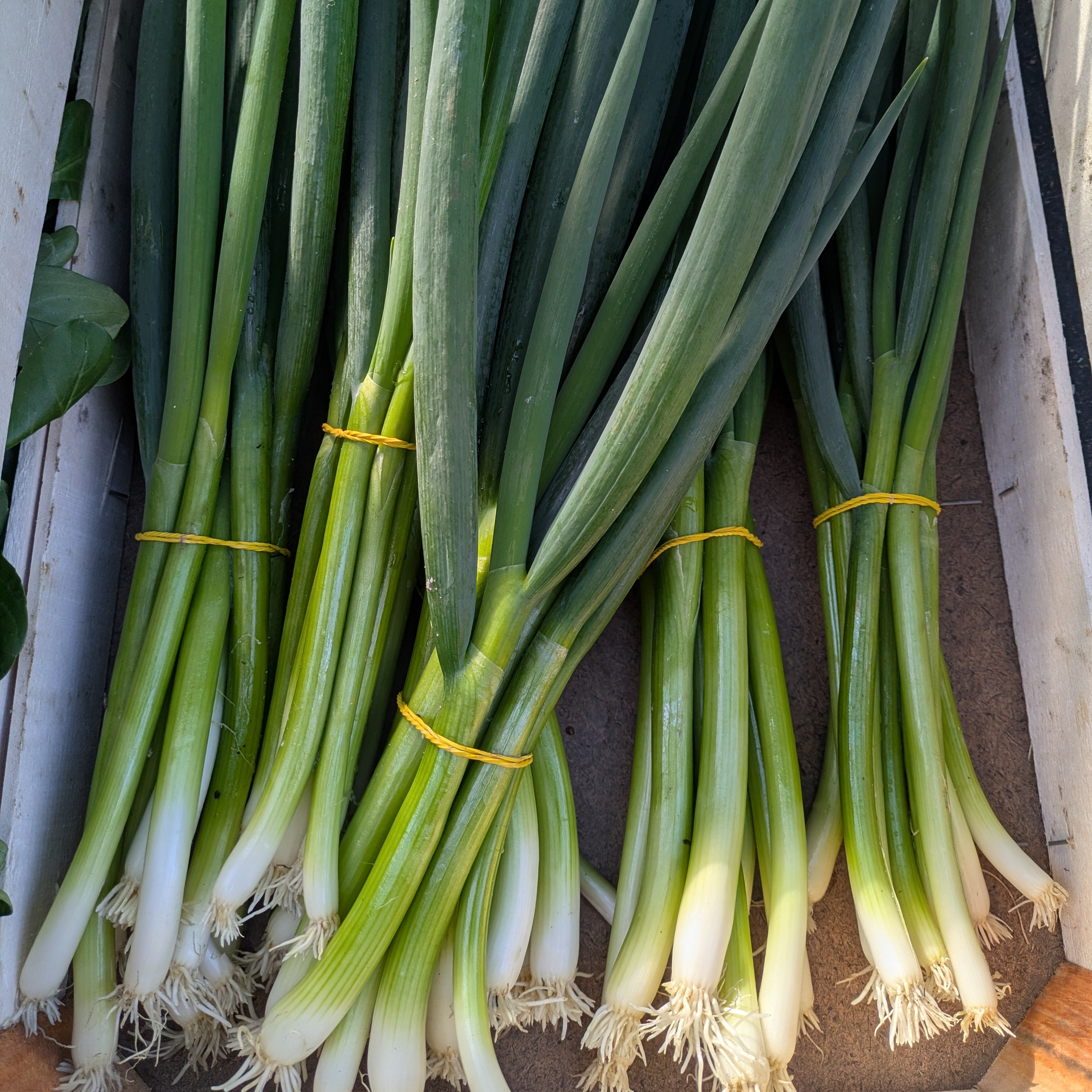 oignon cébette botte