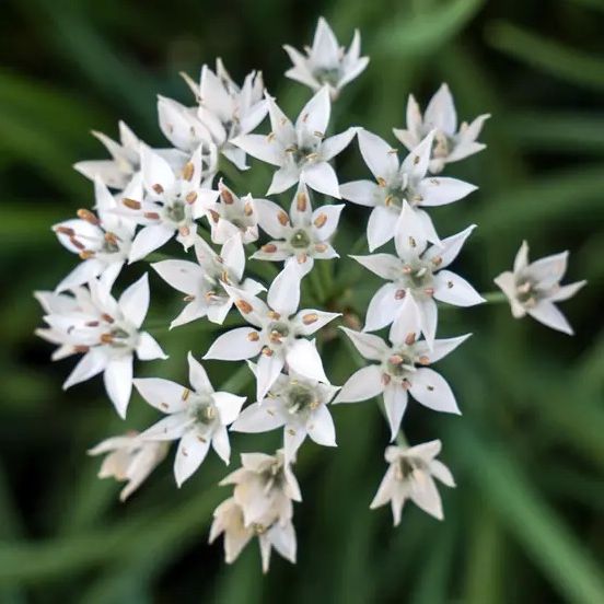 Fleurs - Ciboulail