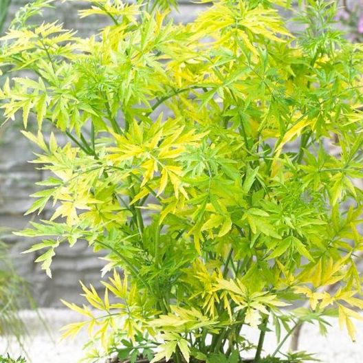 Sureau colonnaire - Sambucus nigra "Golden Tower"