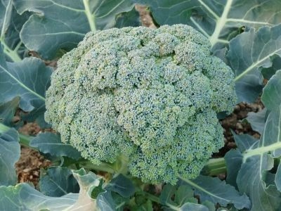 chou brocoli calinaro