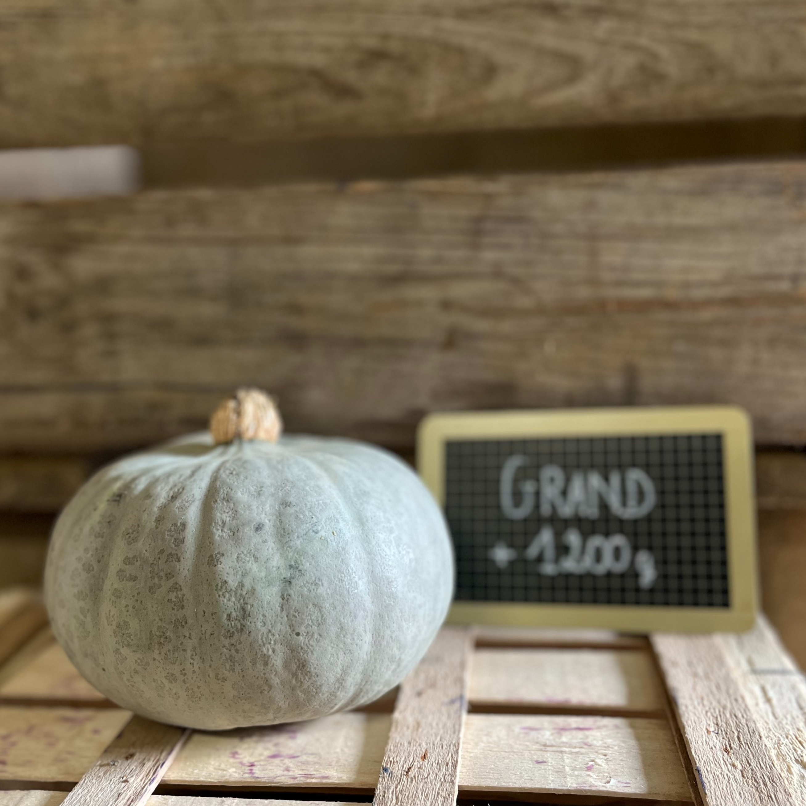 Bleue de Hongrie (grand)