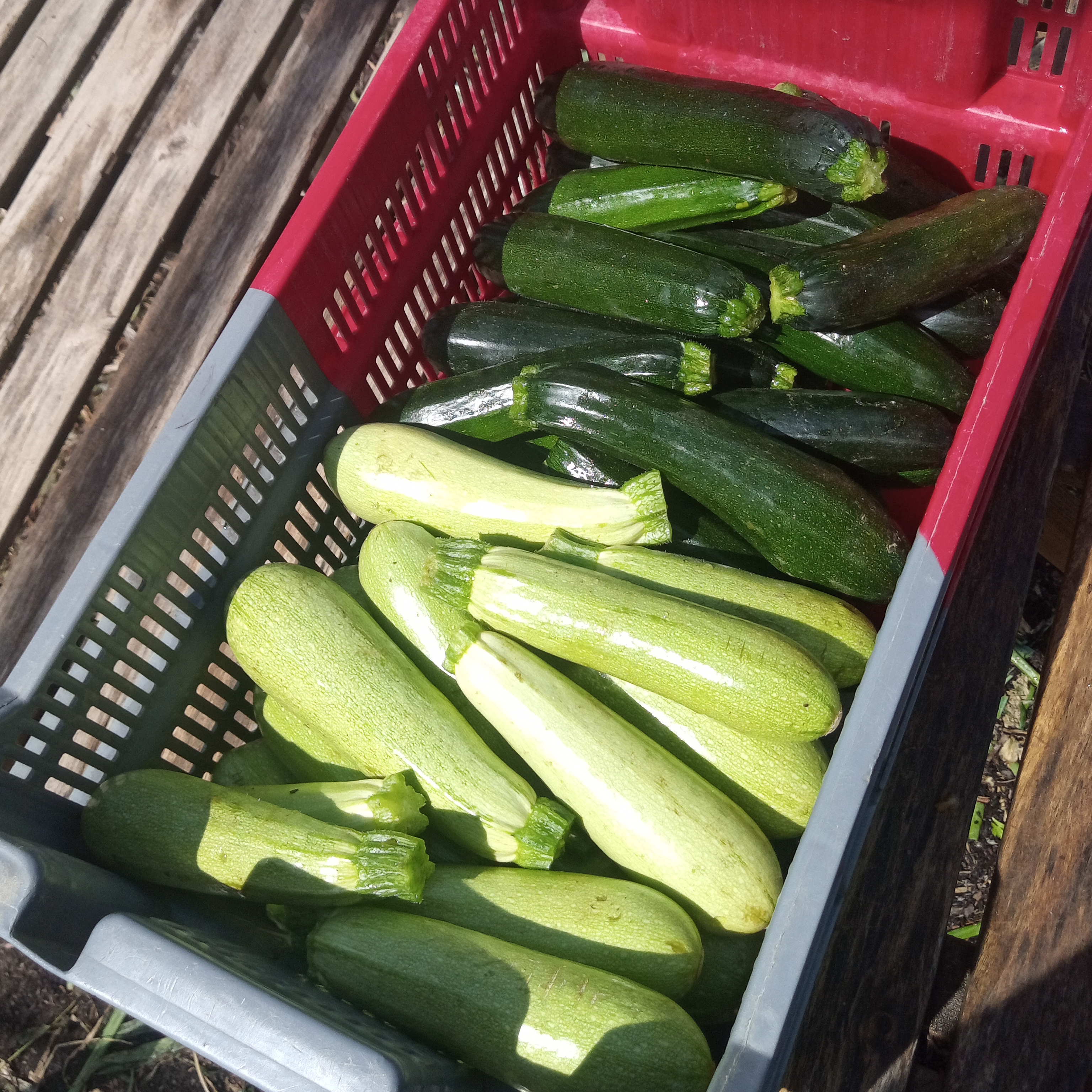Courgette mélange / 3 kg