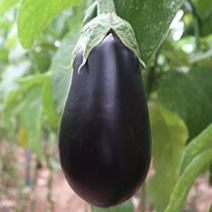 AUBERGINE longue noire bio