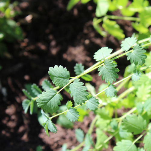 PIMPRENELLE (petite) Bio