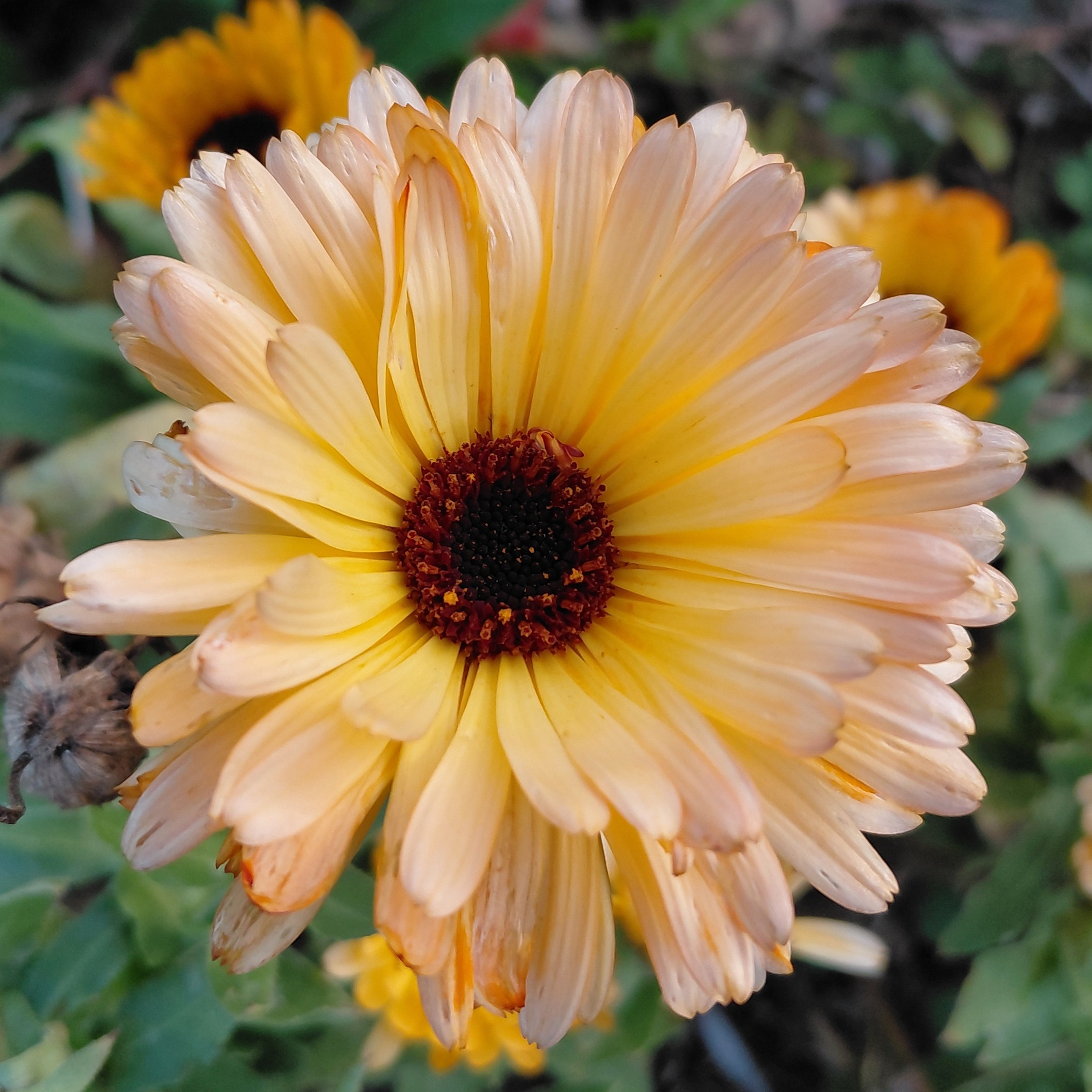 souci pink surprise – Calendula officinalis - 1l