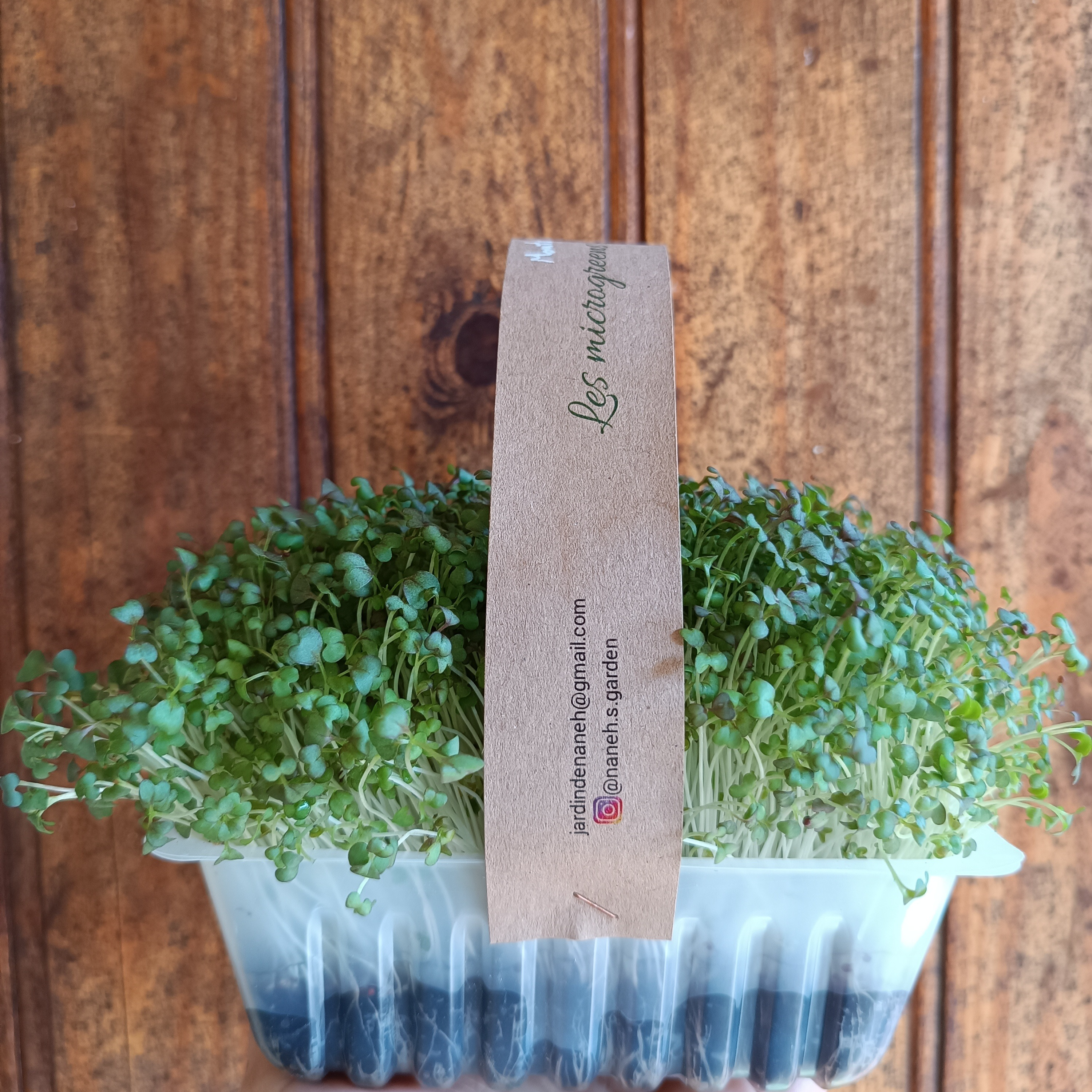 Microsgreens de la Moutarde bio