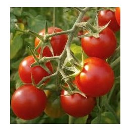 Tomate Cerise rouge