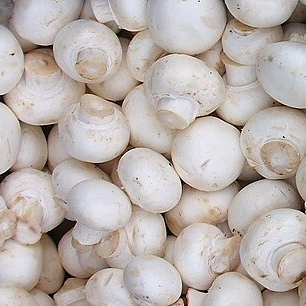 Champignons Blanc