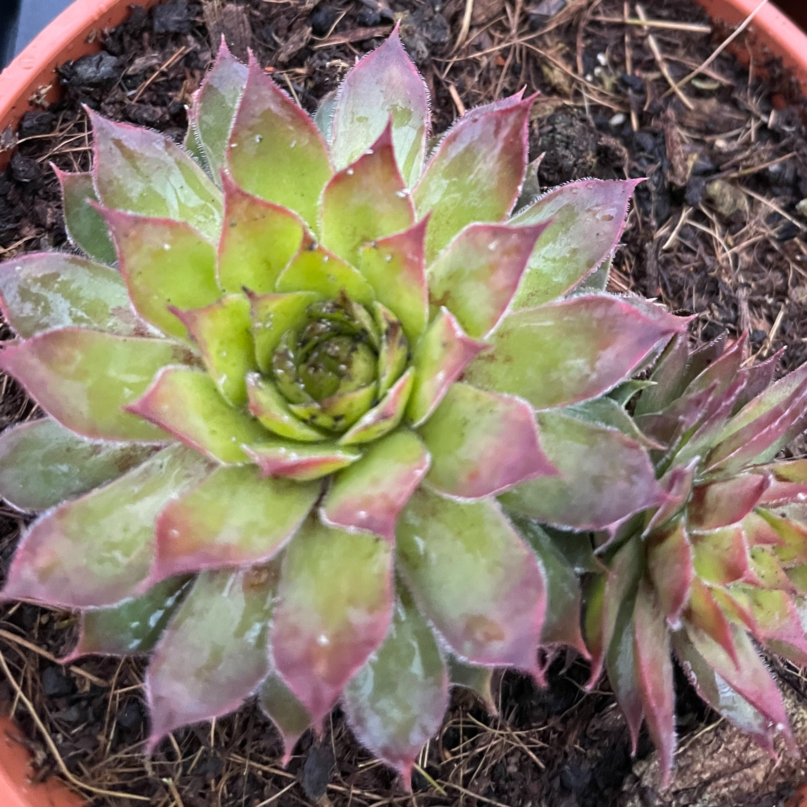 Sempervivum 'Gold Rush'