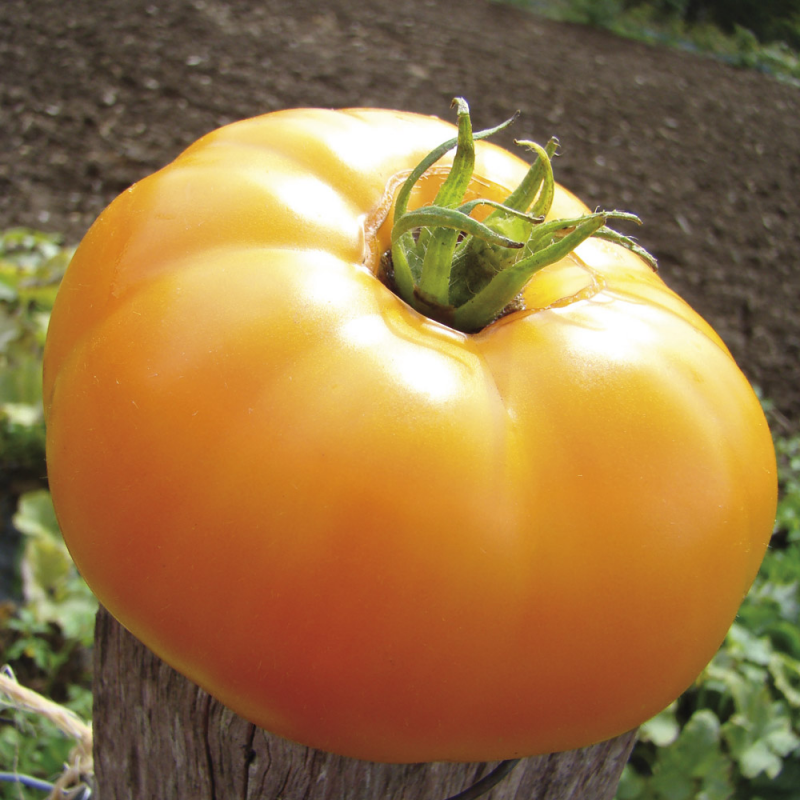 Plant Tomate Jaune De Saint Vincent - 300g