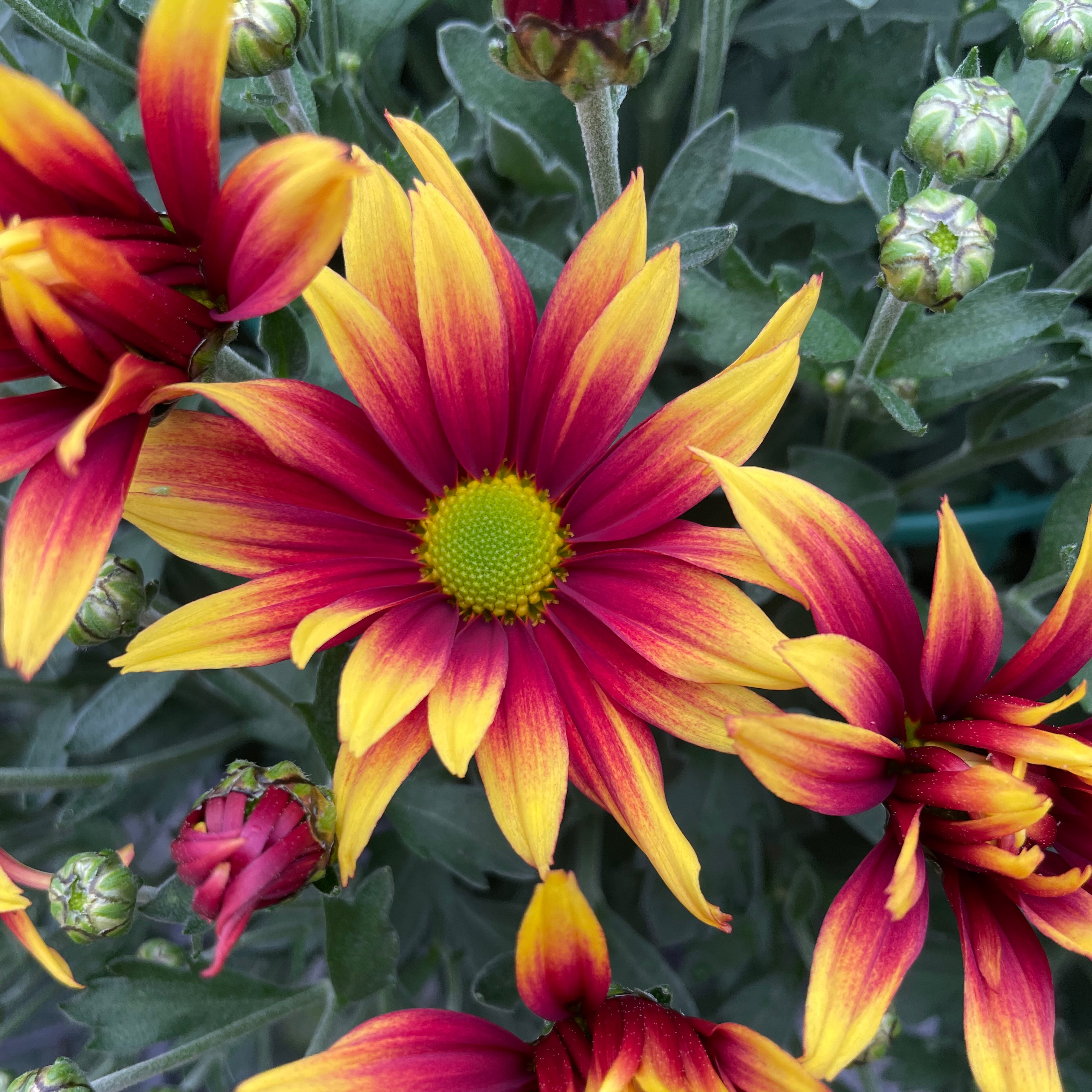Chrysanthème Astro Rouge et Or