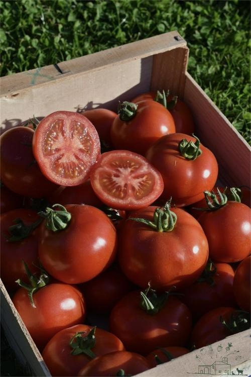 Tomates rondes VRACS