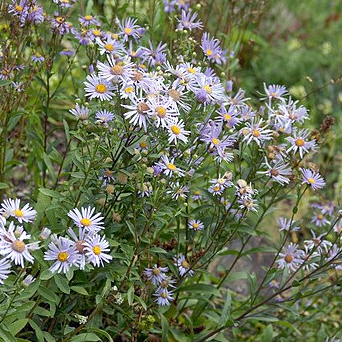 Aster (semis) - pot 1L