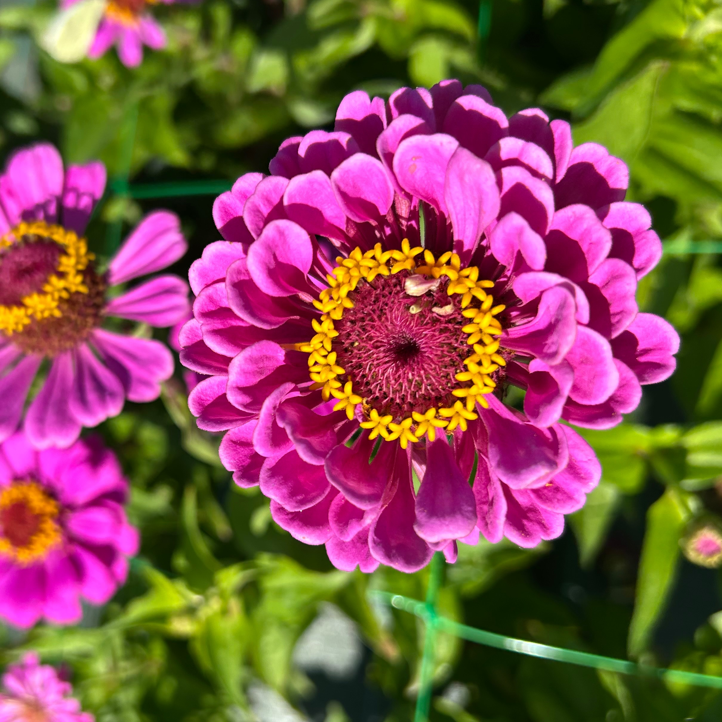 Zinnias violets simples ou doubles
