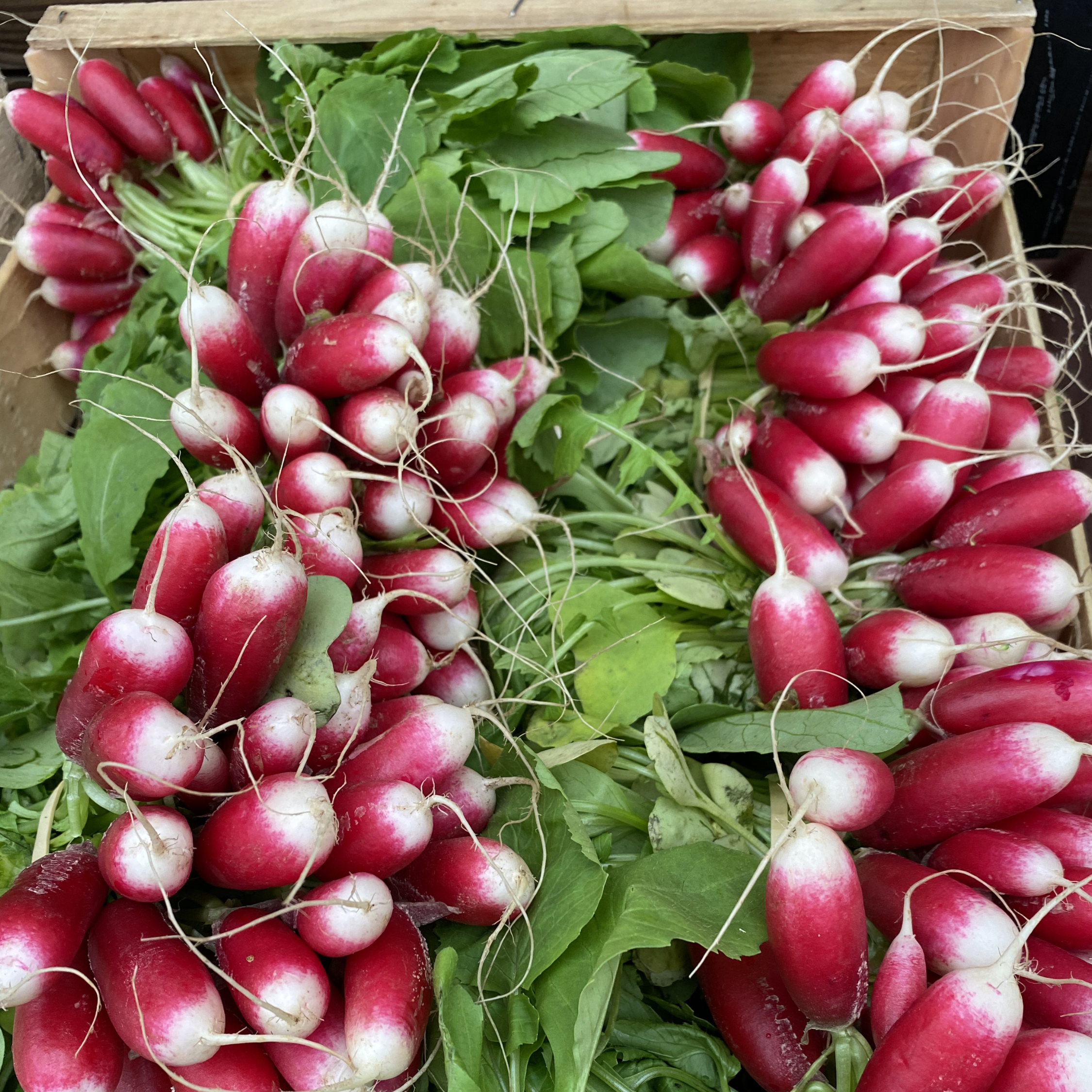 Radis 18 jours en botte