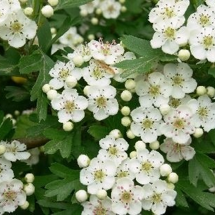 Fleurs d'Aubépine (par 10 grappes )