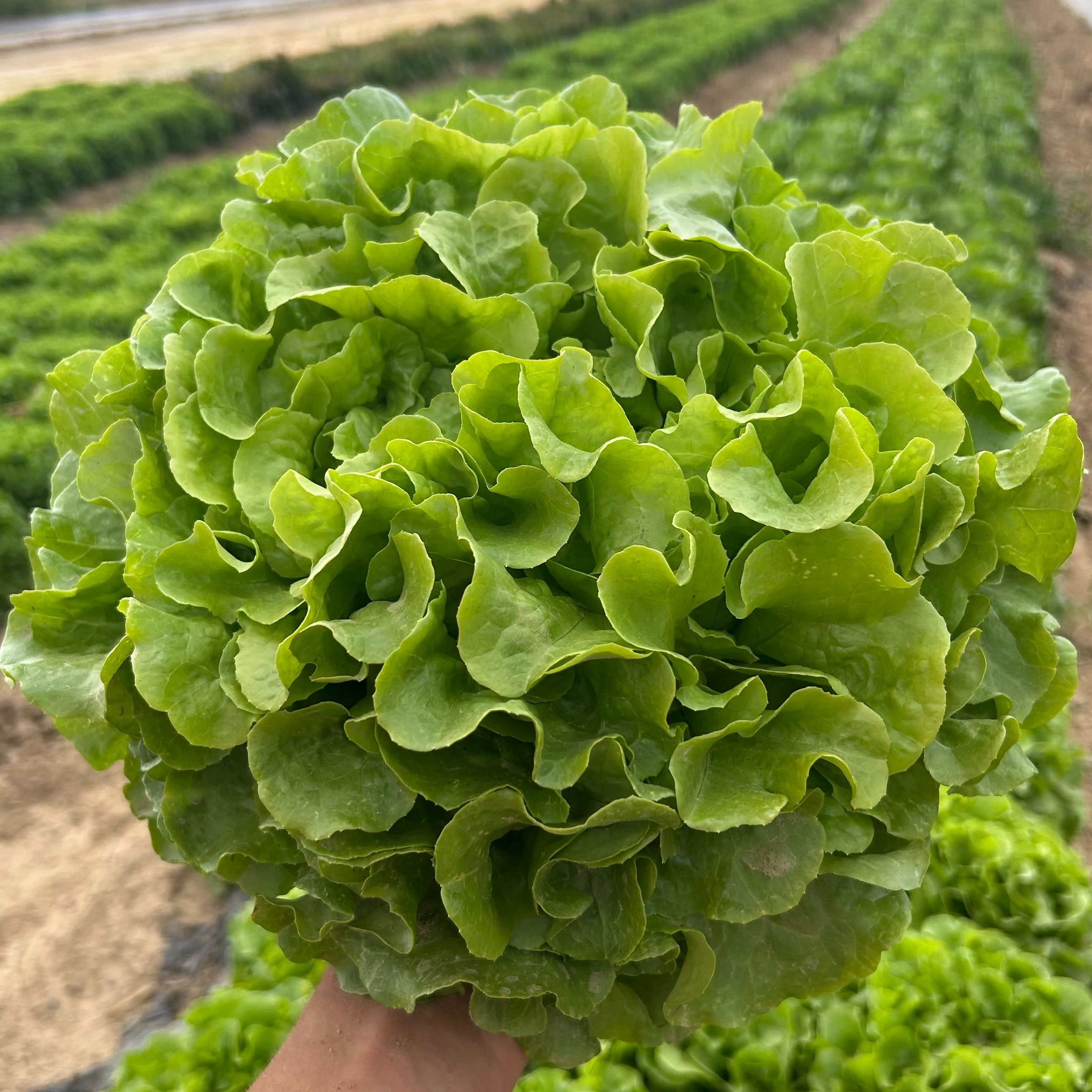 Feuille de chêne