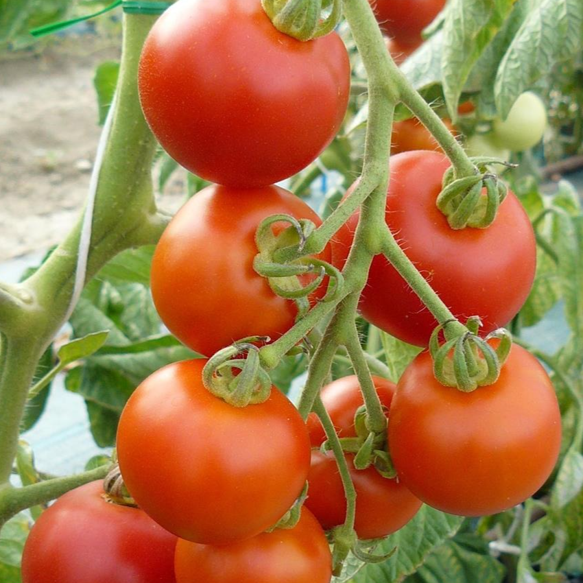 Tomate Matina en godet 8 cm