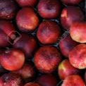 Plateau Nectarine 2 kg