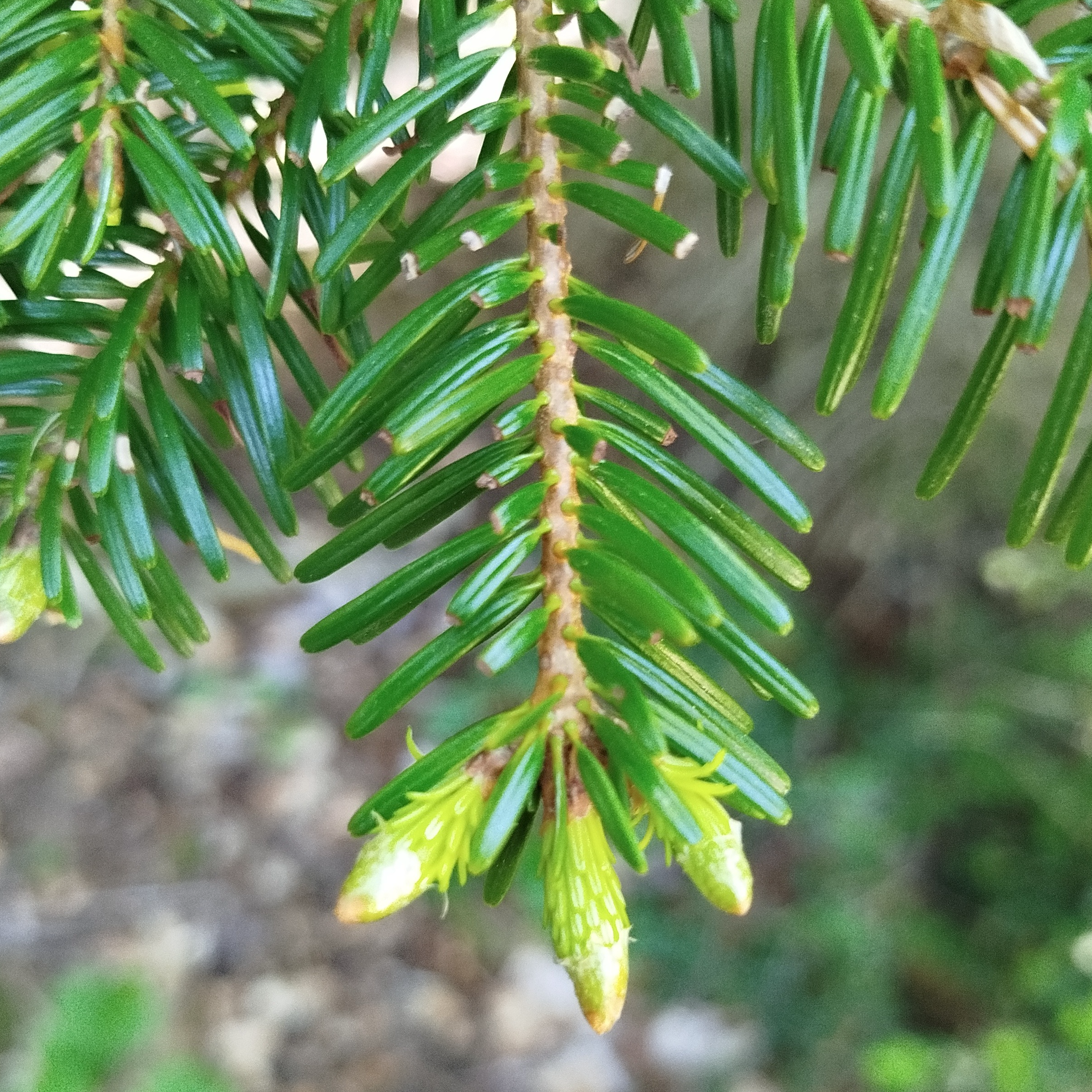 Gemmothérapie Sapin Blanc - 30ml