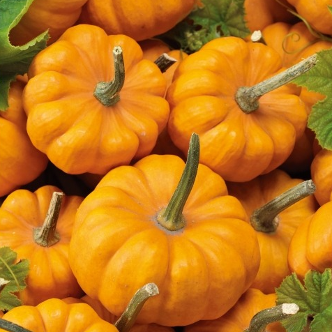 Courge Potiron Jack Be Little (500g)