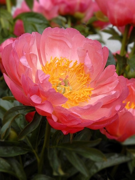 Pivoines diverses couleurs