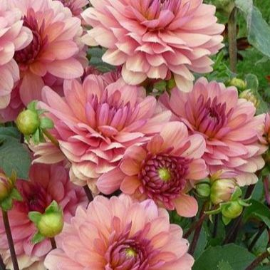 dahlia chateau la bourdaisière