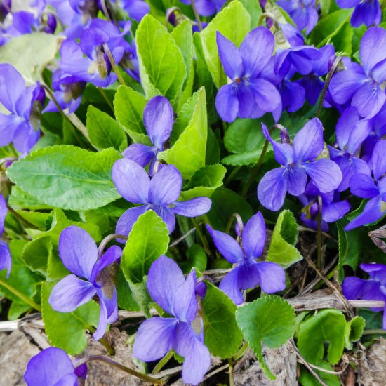 Fleurs de Violettes (par 25)