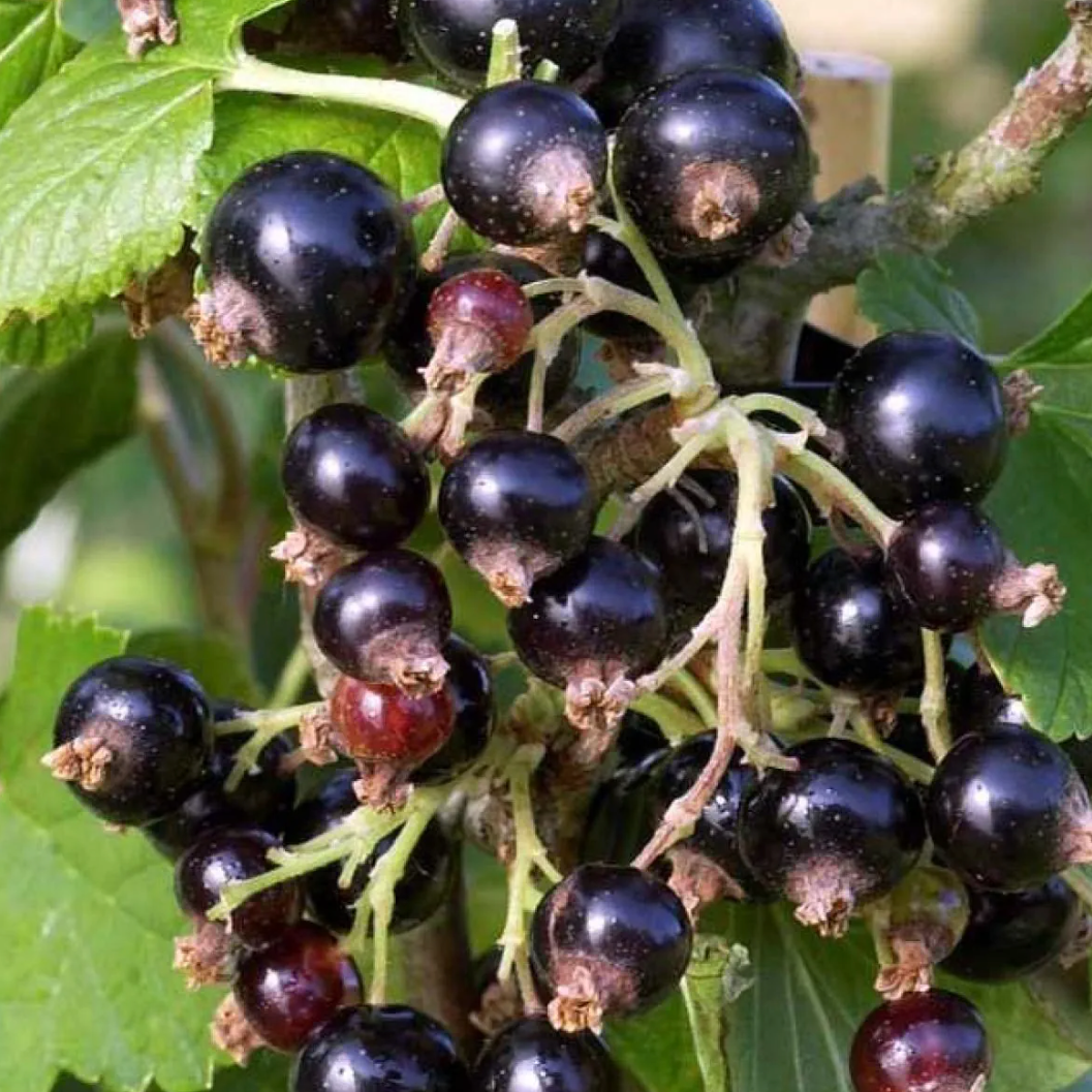 Cassis 'Noir de bourgogne'