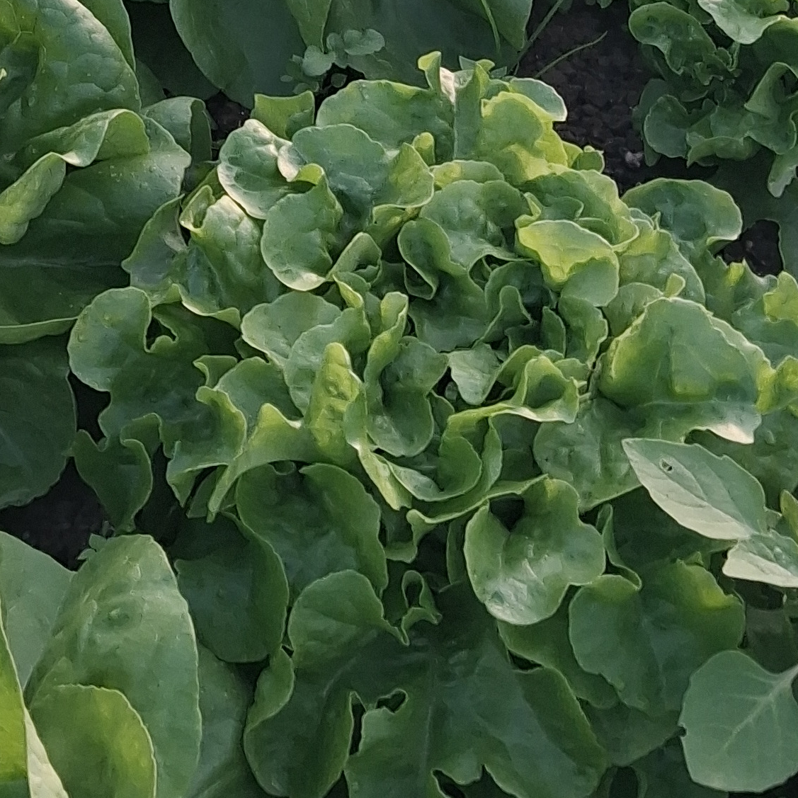 Salade Feuille De Chêne Verte