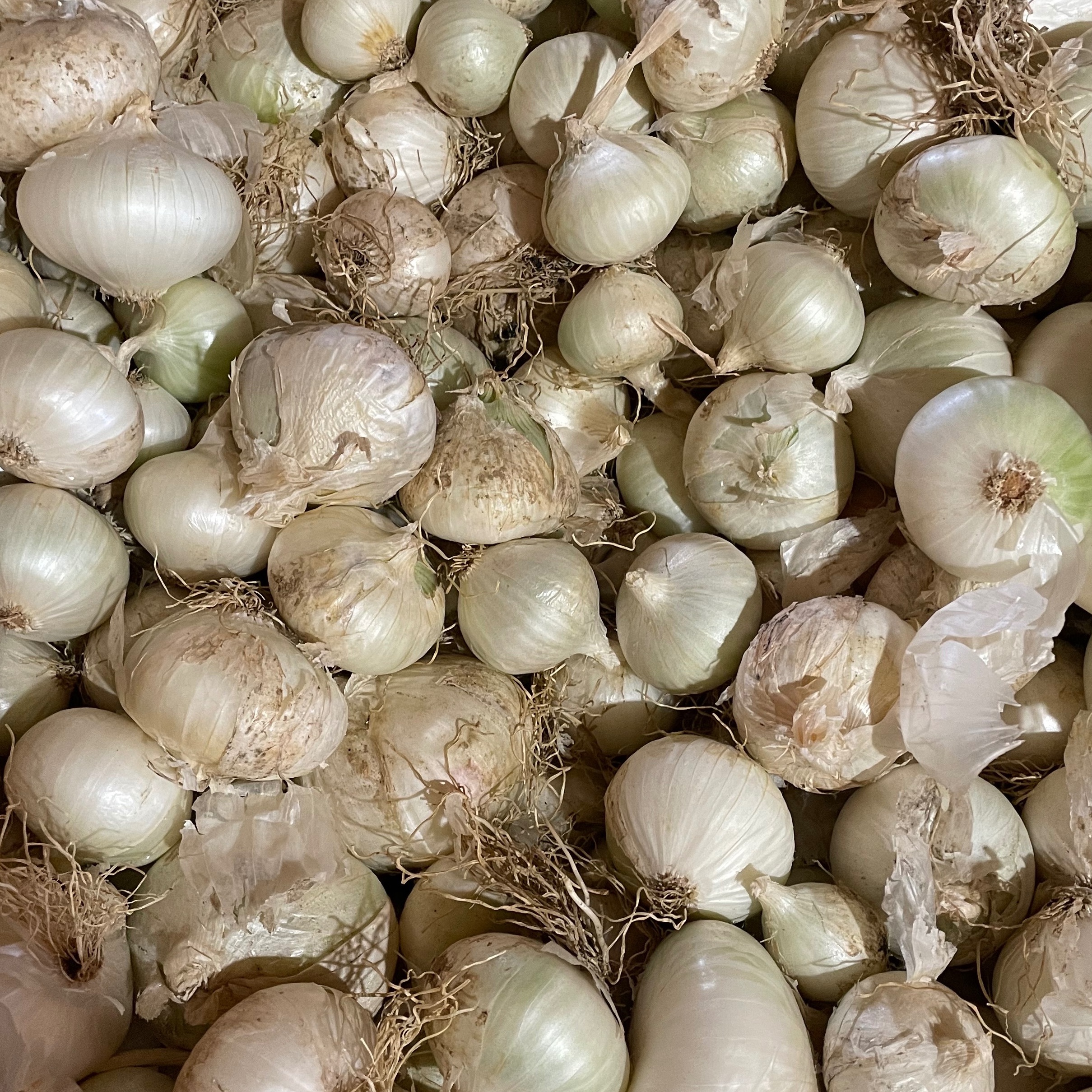 Oignons blancs