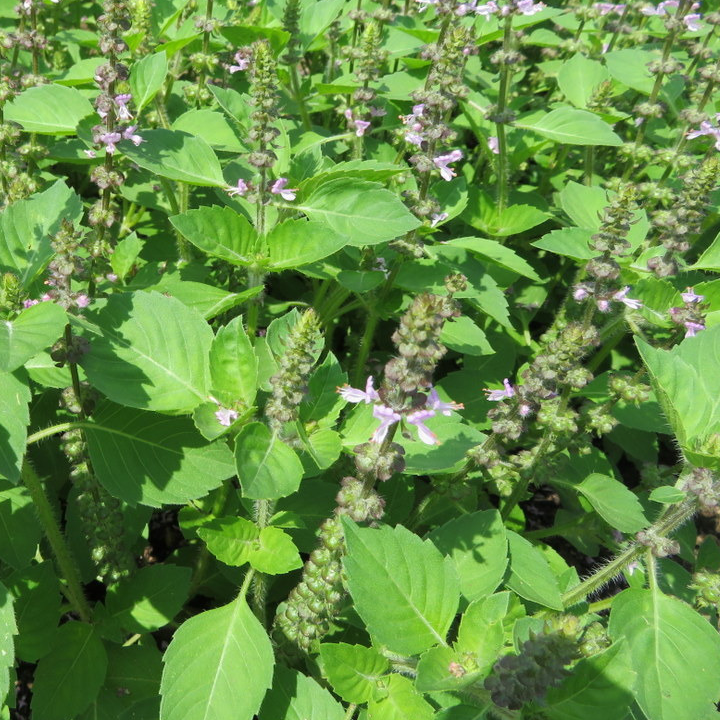Feuilles de basilic "Vanille" (par 30)