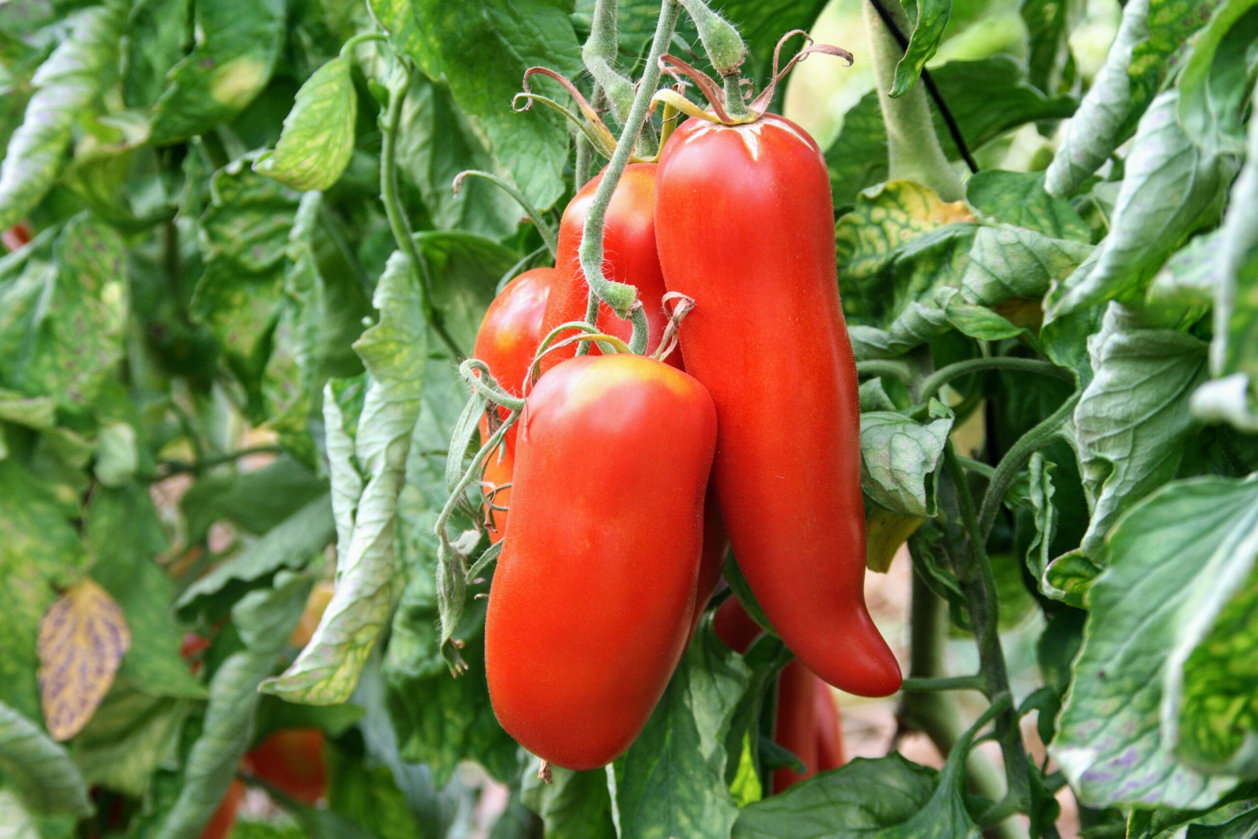 Plant de tomate Cornues des Andes