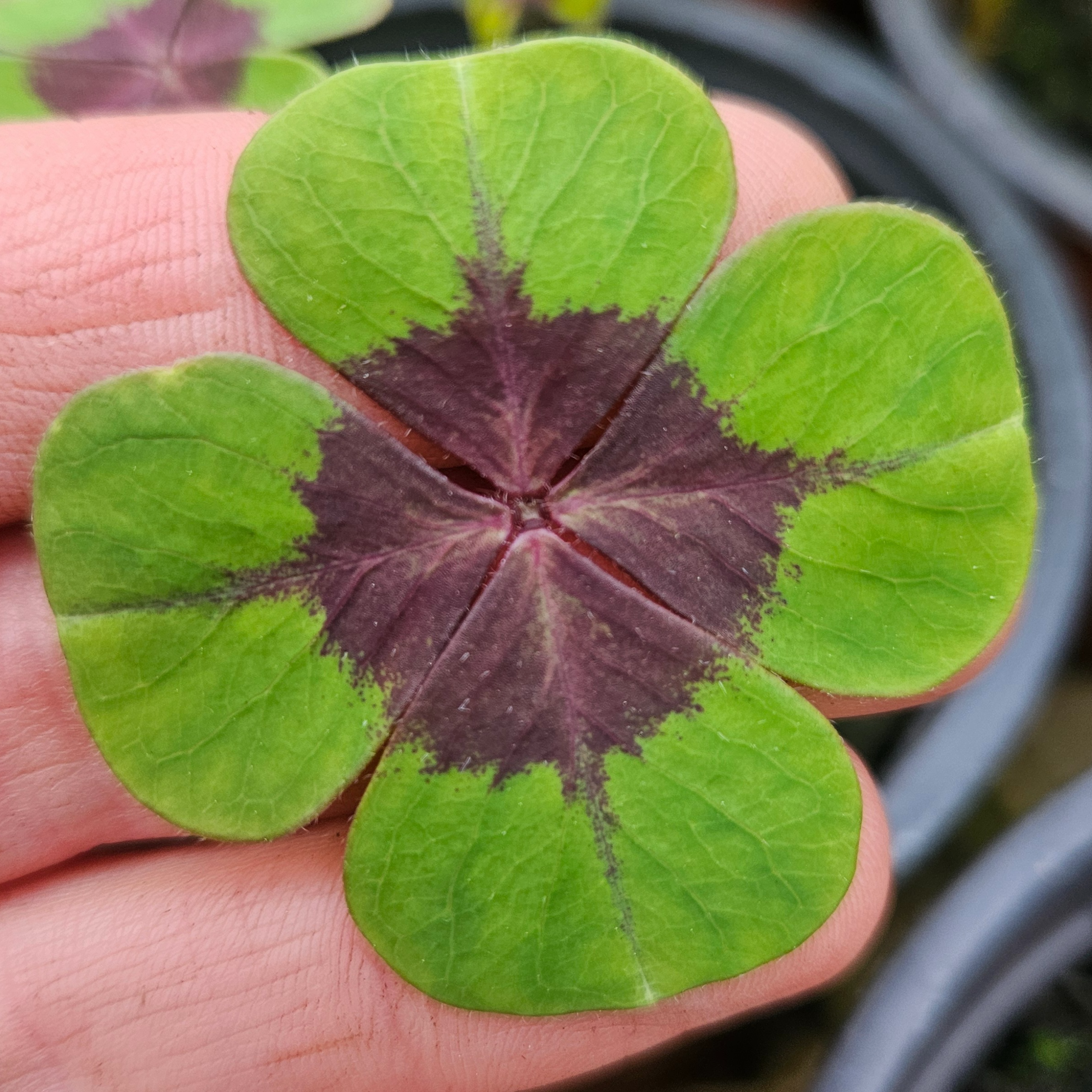 Oxalis verte tetrafilla