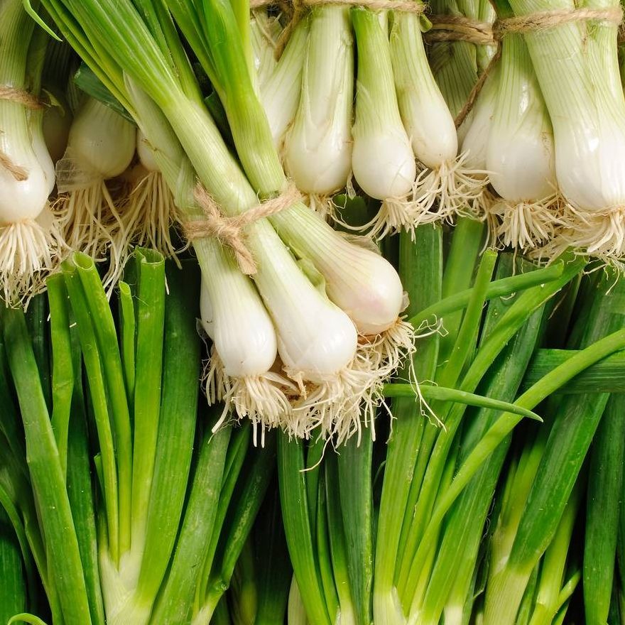 Oignon blanc botte