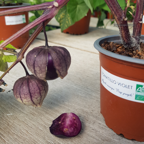 PHYSALIS Ixocarpa 'Deep purple' Bio