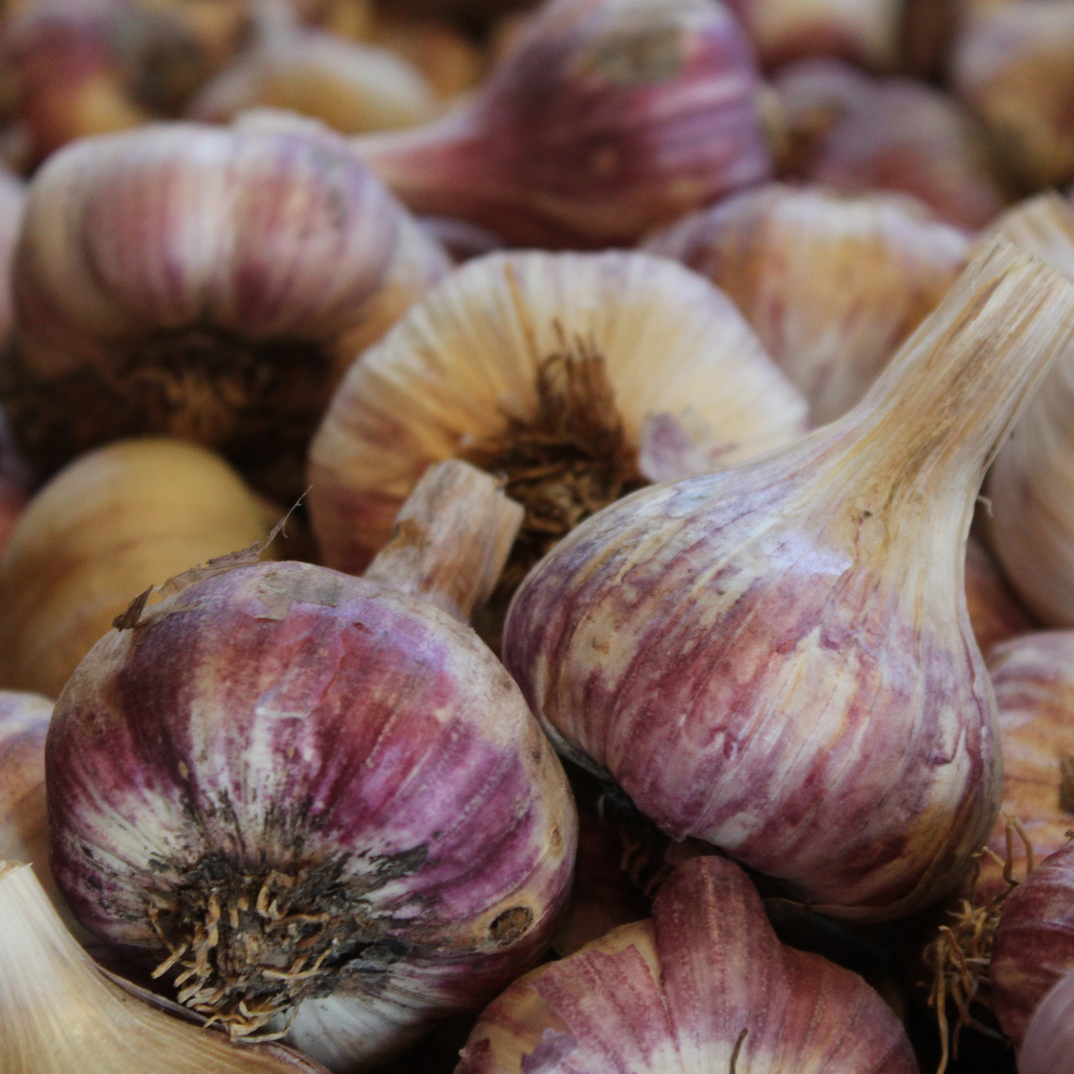 Ail rose sec - sachet 2/3 têtes