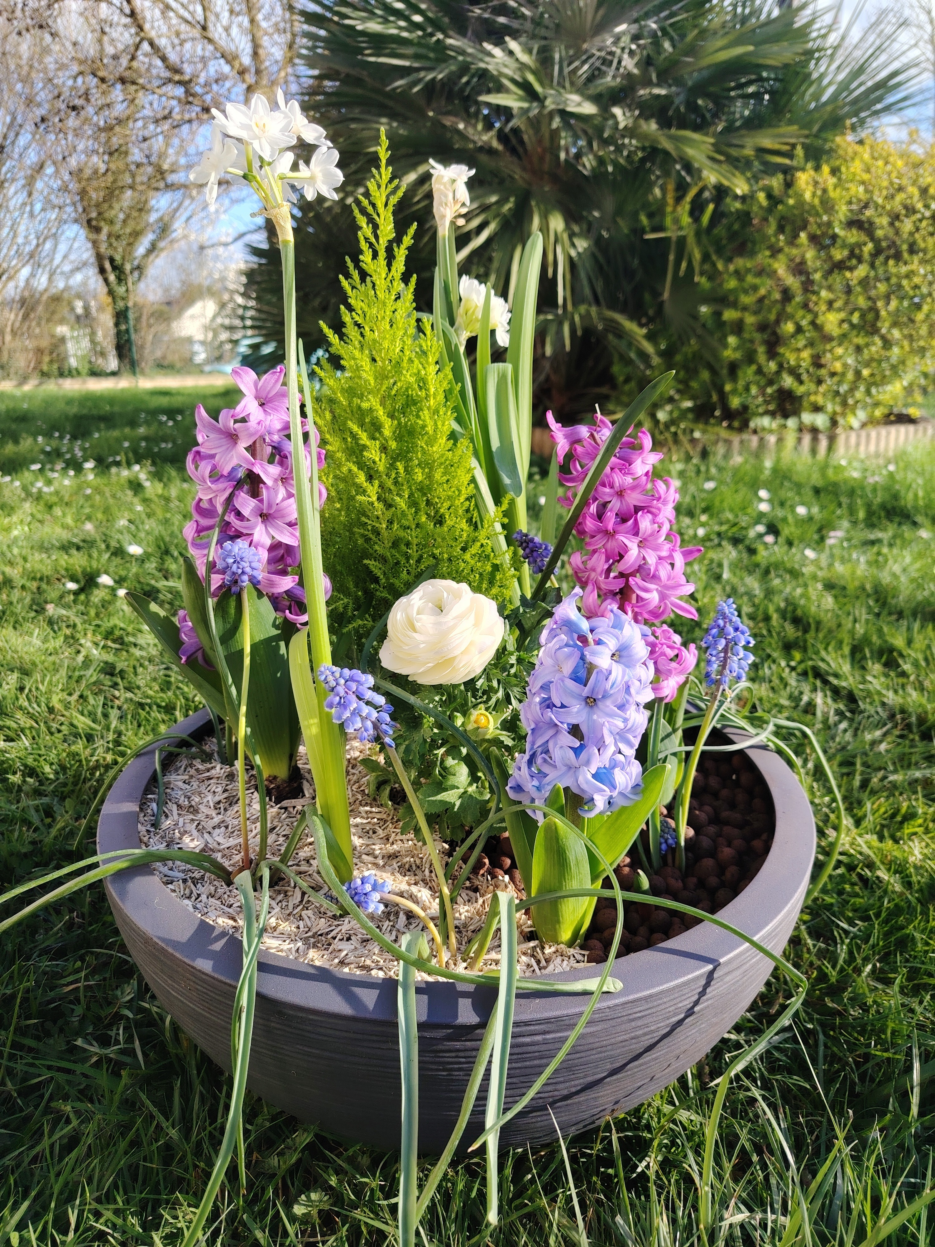 Deuil Mélusine (composition de plantes)