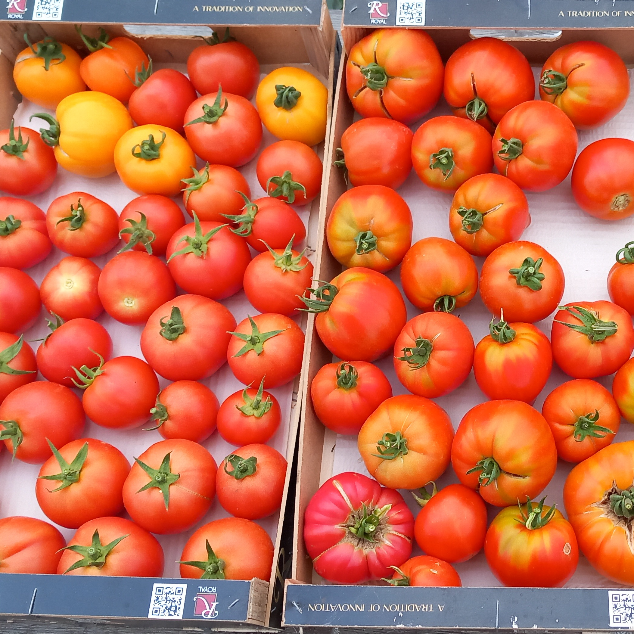 Tomate ronde rouge, coeur de boeuf, anciennes...