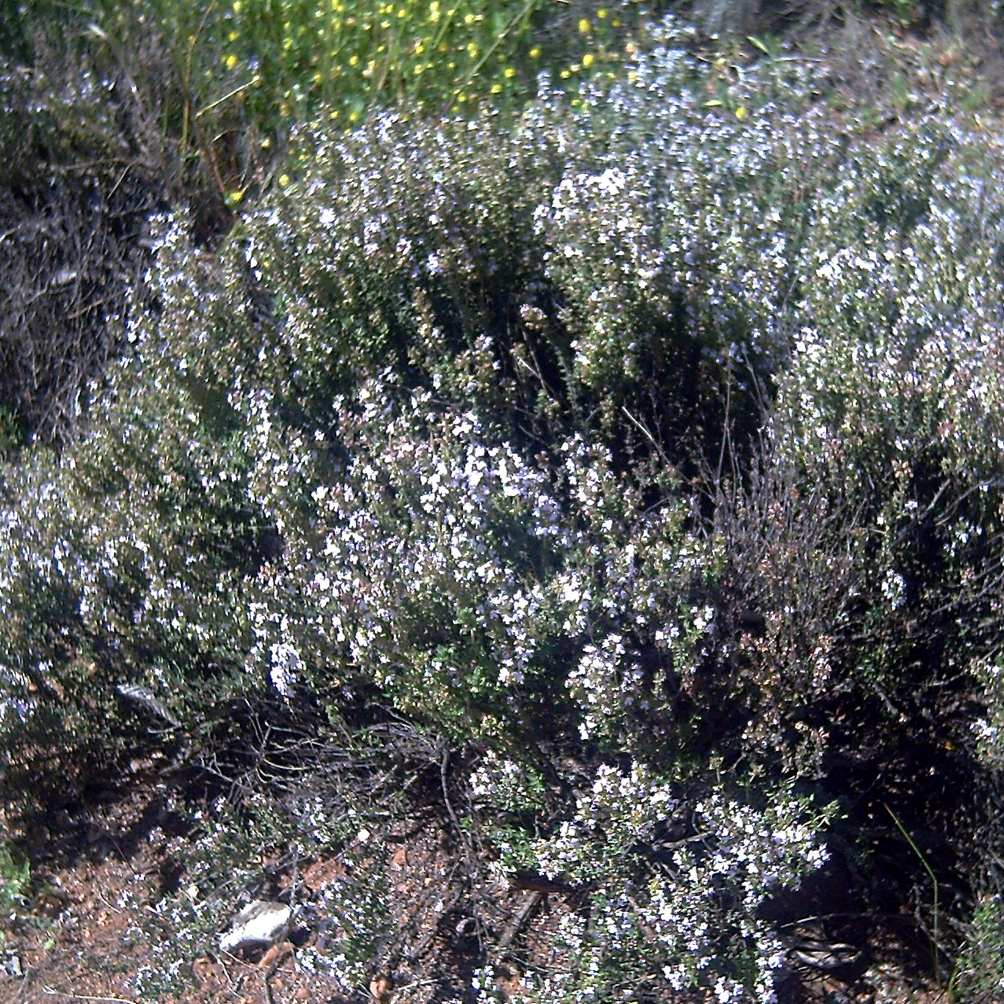 Thym officinal  A linalol Pot 1,3L