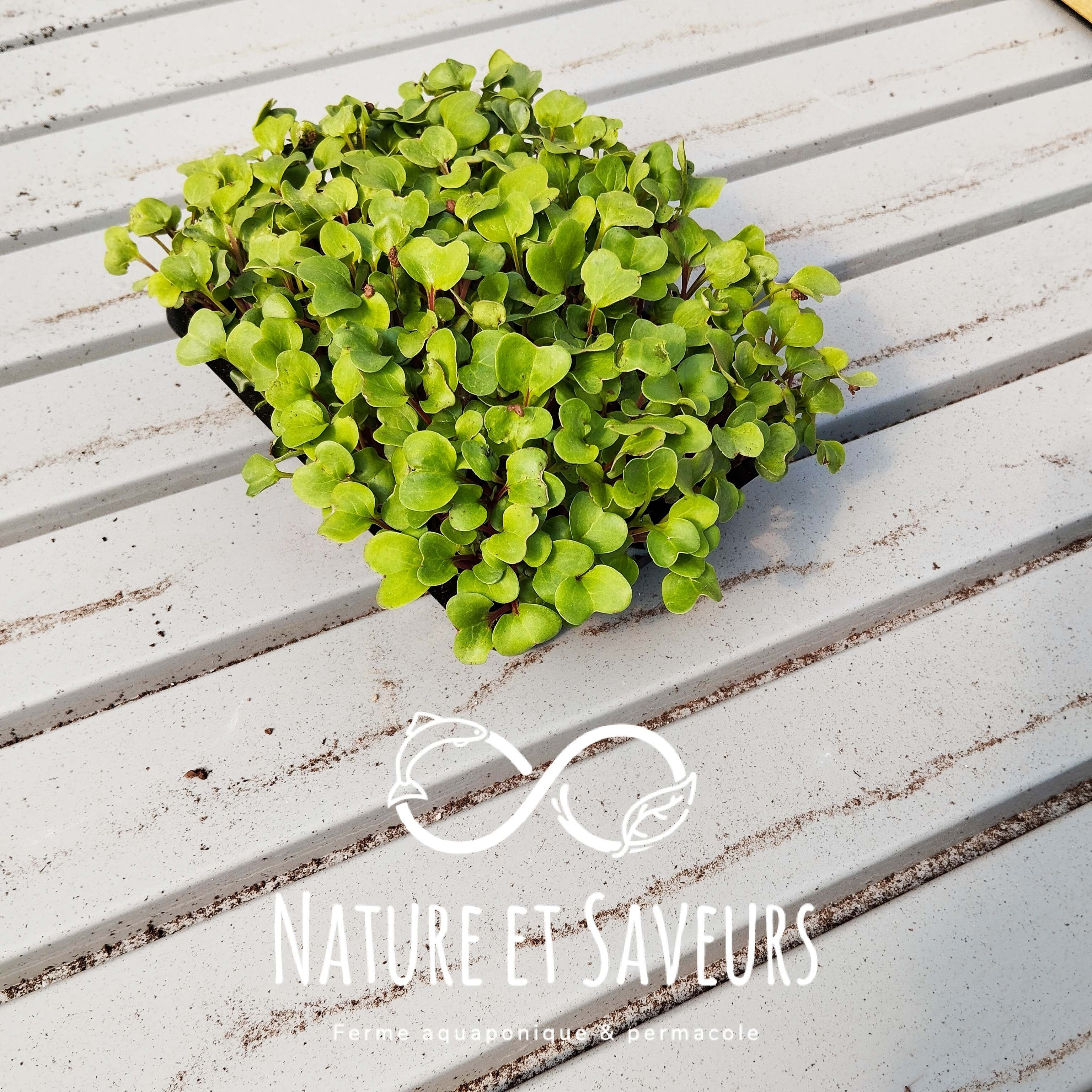 Micropousse de radis vert vivante – croquante et relevée - 250g