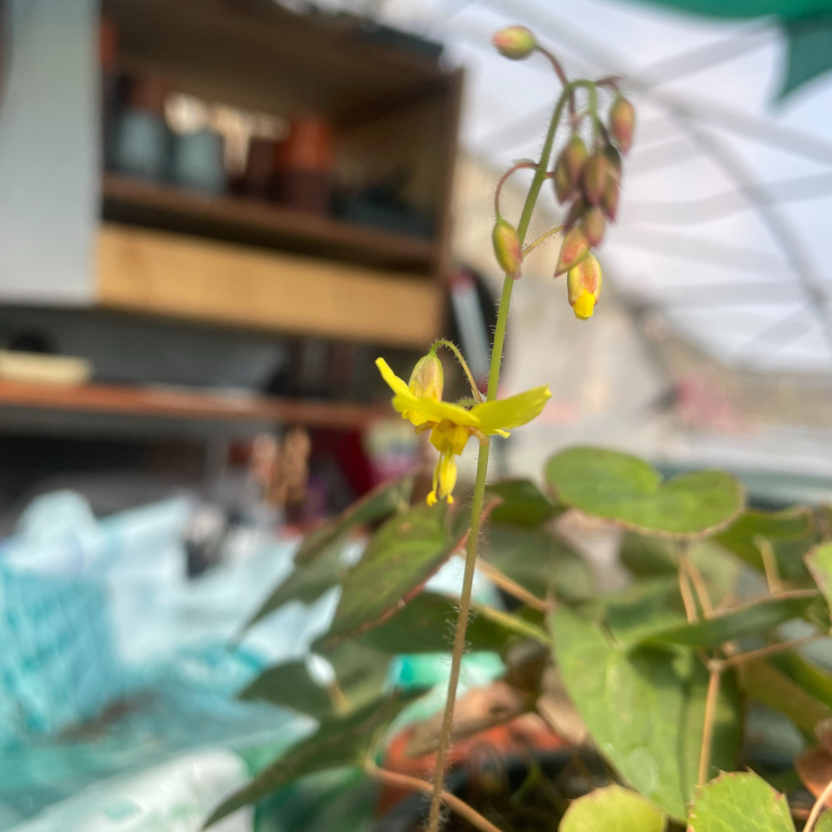 Epimedium pinnatum colchicum