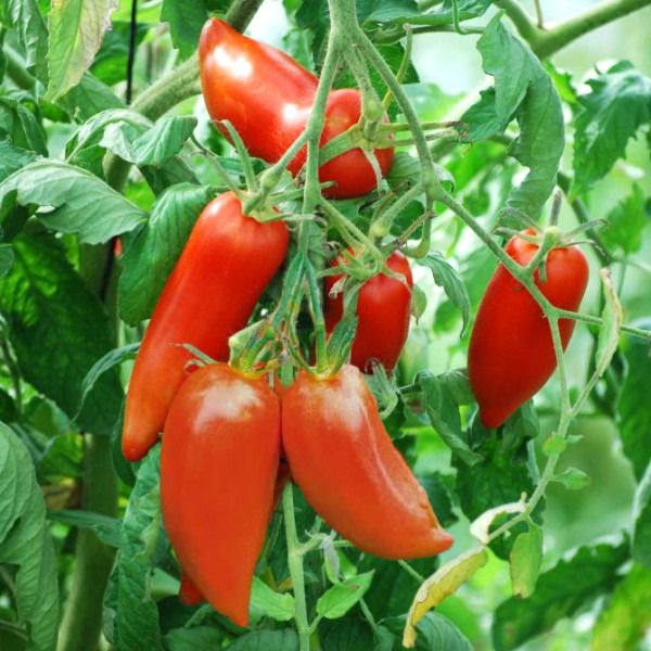 Plant Tomate cornue des andes bio
