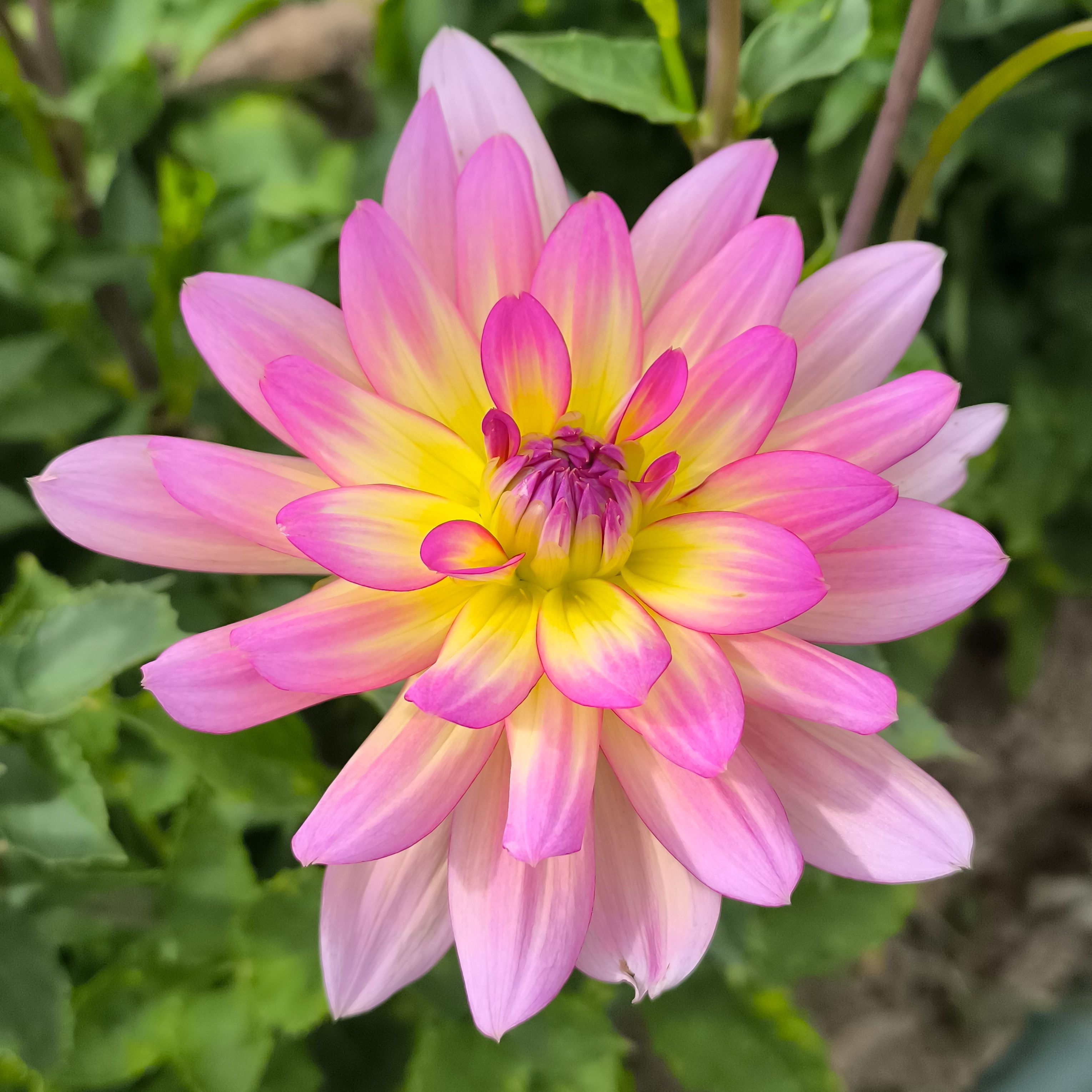 Dahlia malabar fly (botte de 10 tiges)