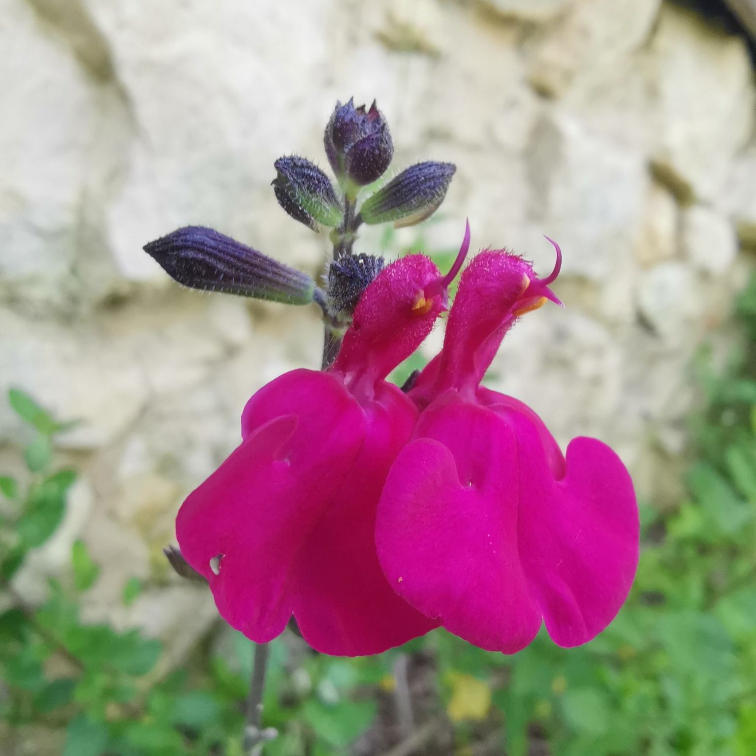 Sauge Violette - Salvia microphylla – Pot 1,4L