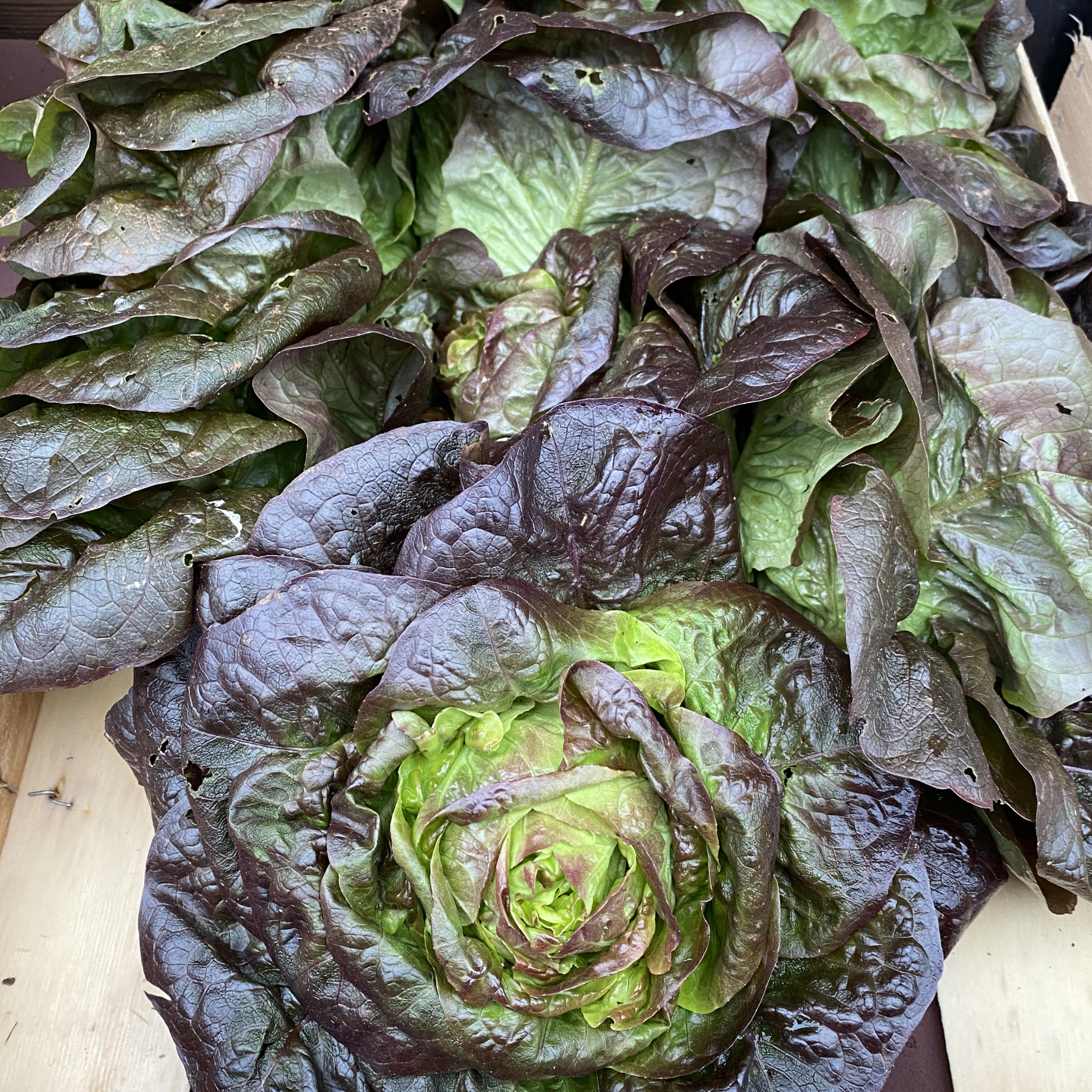 Salade Laitue