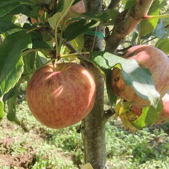 Pommier - Malus domestica "Royal Gala"